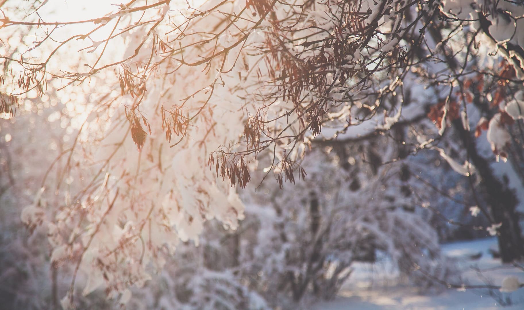 Snowy trees in Oregon, where Aldrich Benefits was acquired by Alliant Insurance Services.