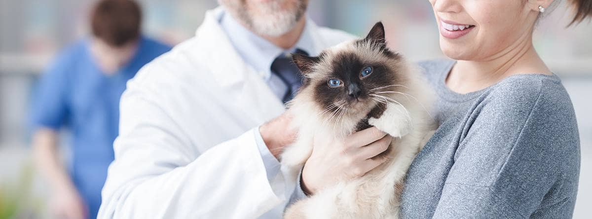 A veterinarian and a pet owner and her cat in a veterinary office.