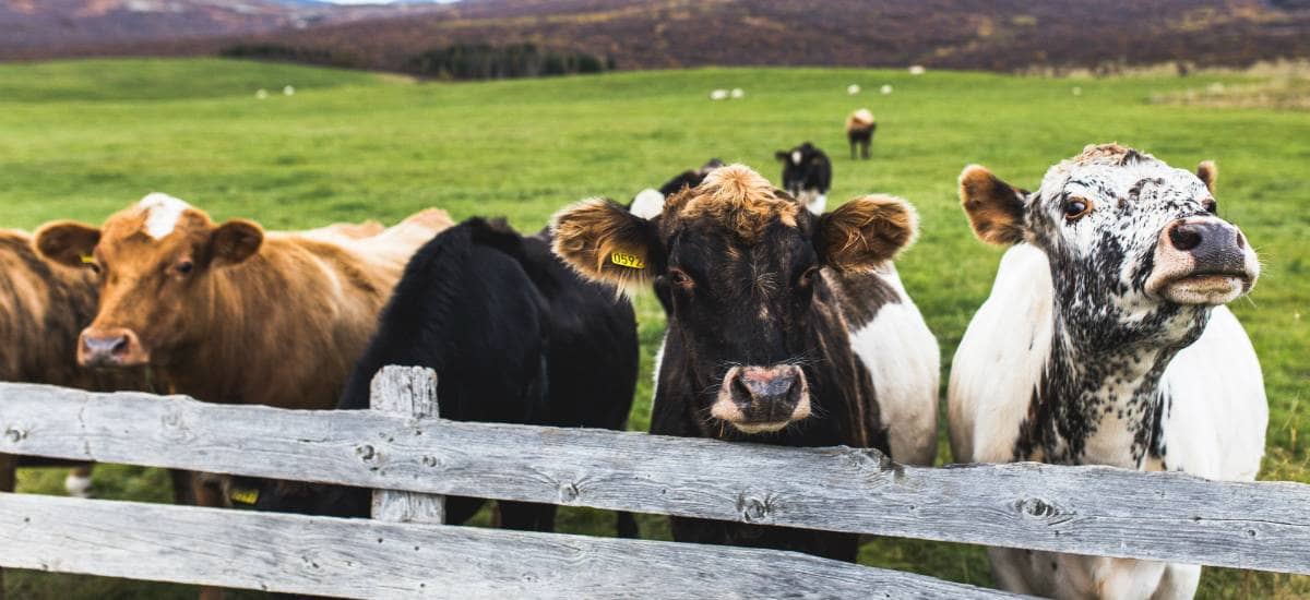 An image of four cows peaking over a wooden fence, with green grass in the background.