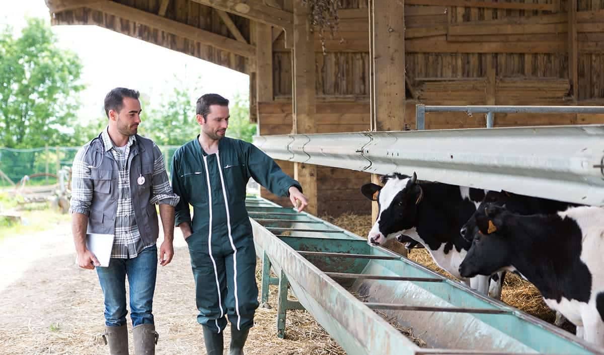 Two people looking at cattle feeding from a trough in a barn.