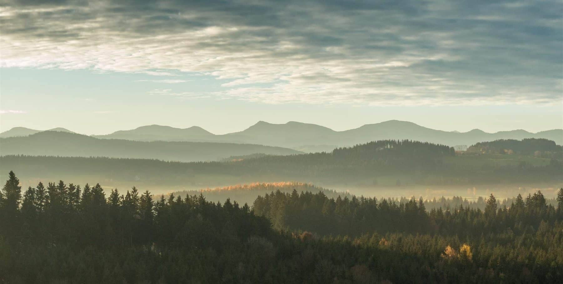 Trees, with mountain range and blue sky