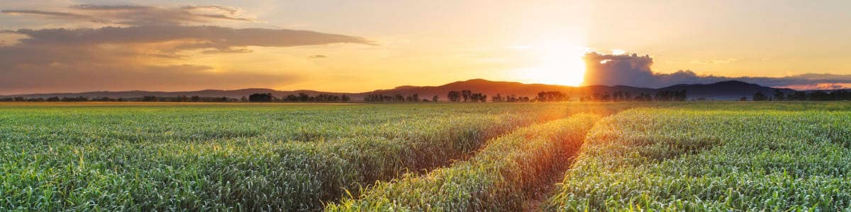iStock_000042120960_Full XL Wheat Field.jpg