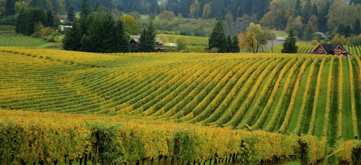 Lush green fields of the Willamette Valley in Salem, Oregon, where Aldrich provides business accounting, wealth management, and advisory services.
