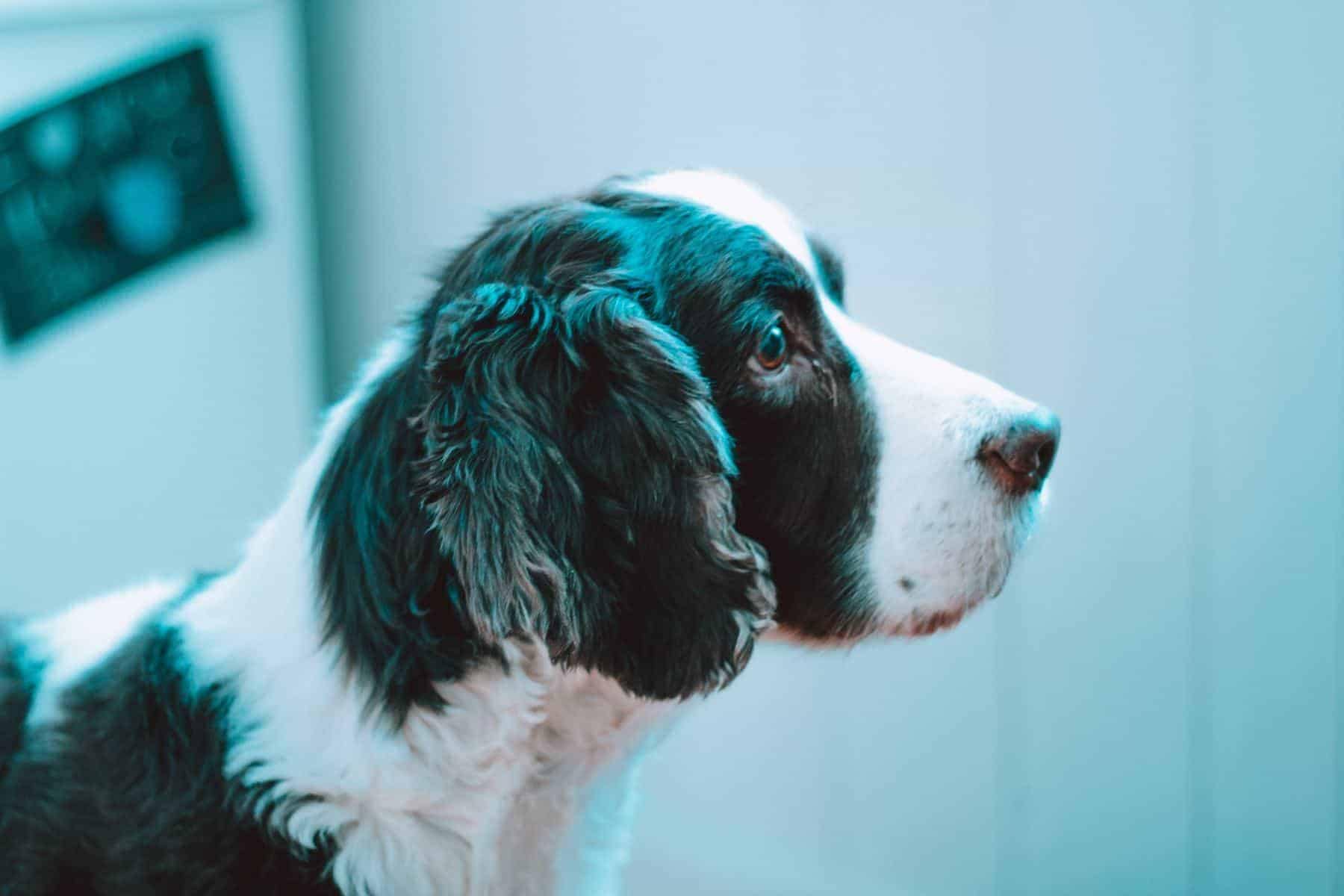 A side profile of a dog in a vet office.