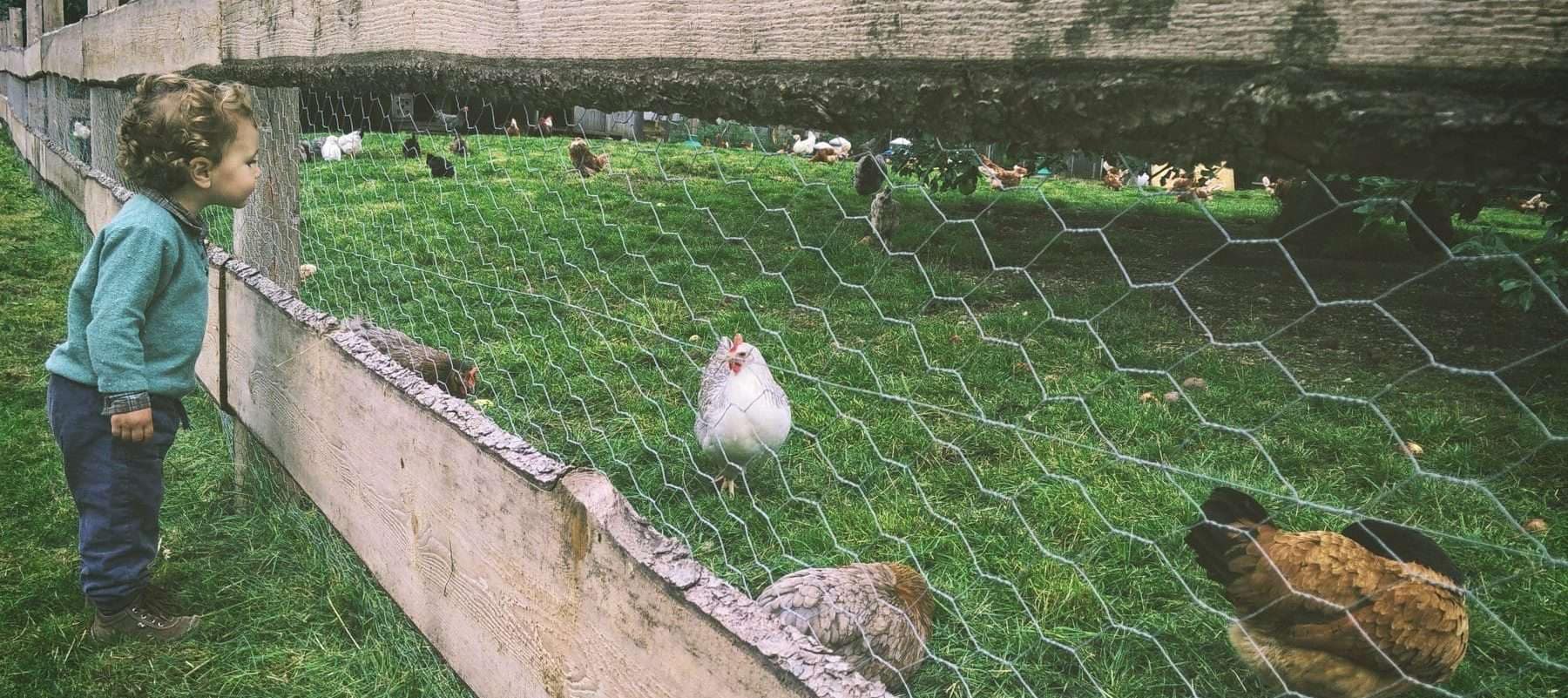 A child looking at various colored chickens in a fenced-off chicken coop.