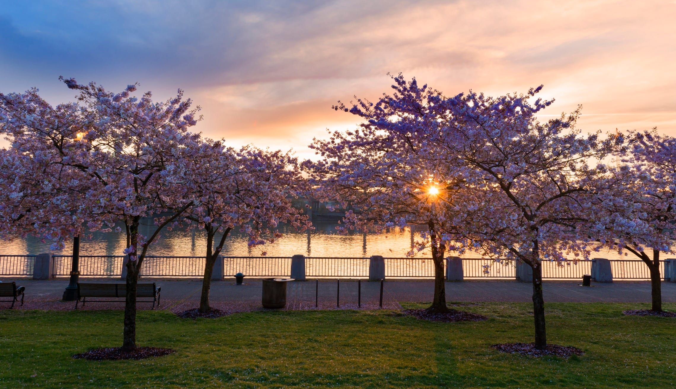 Cherry blossoms alongside downtown Portland, where Nicole Rice was just named a Woman of Influence by the Portland Business Journal.
