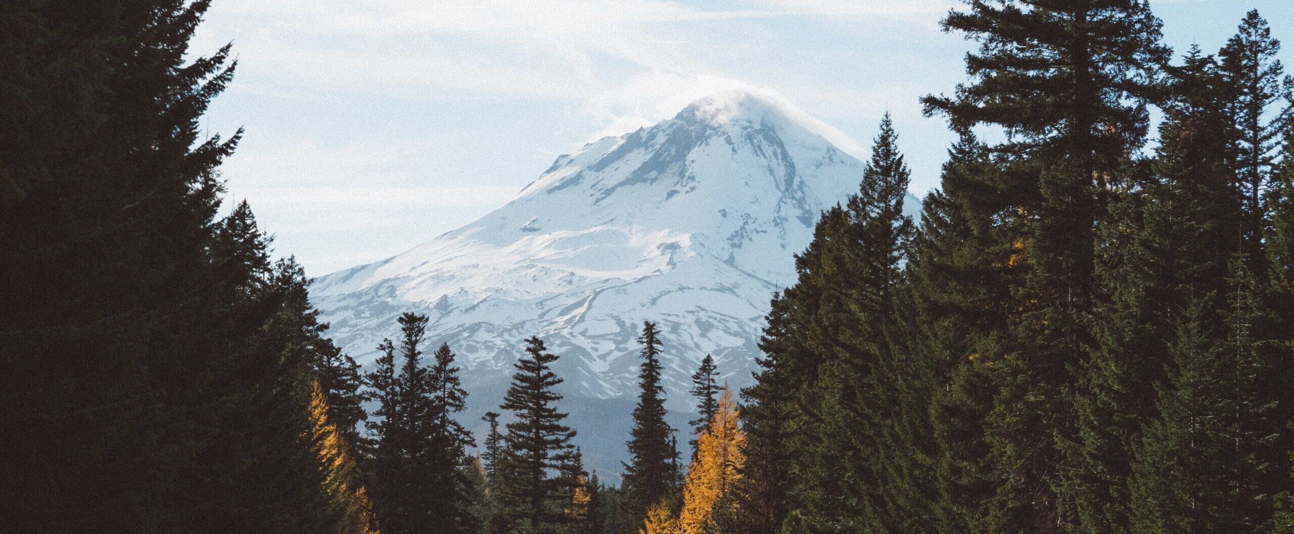Image of Mt Hood from the road with tall pines surrounding the road.