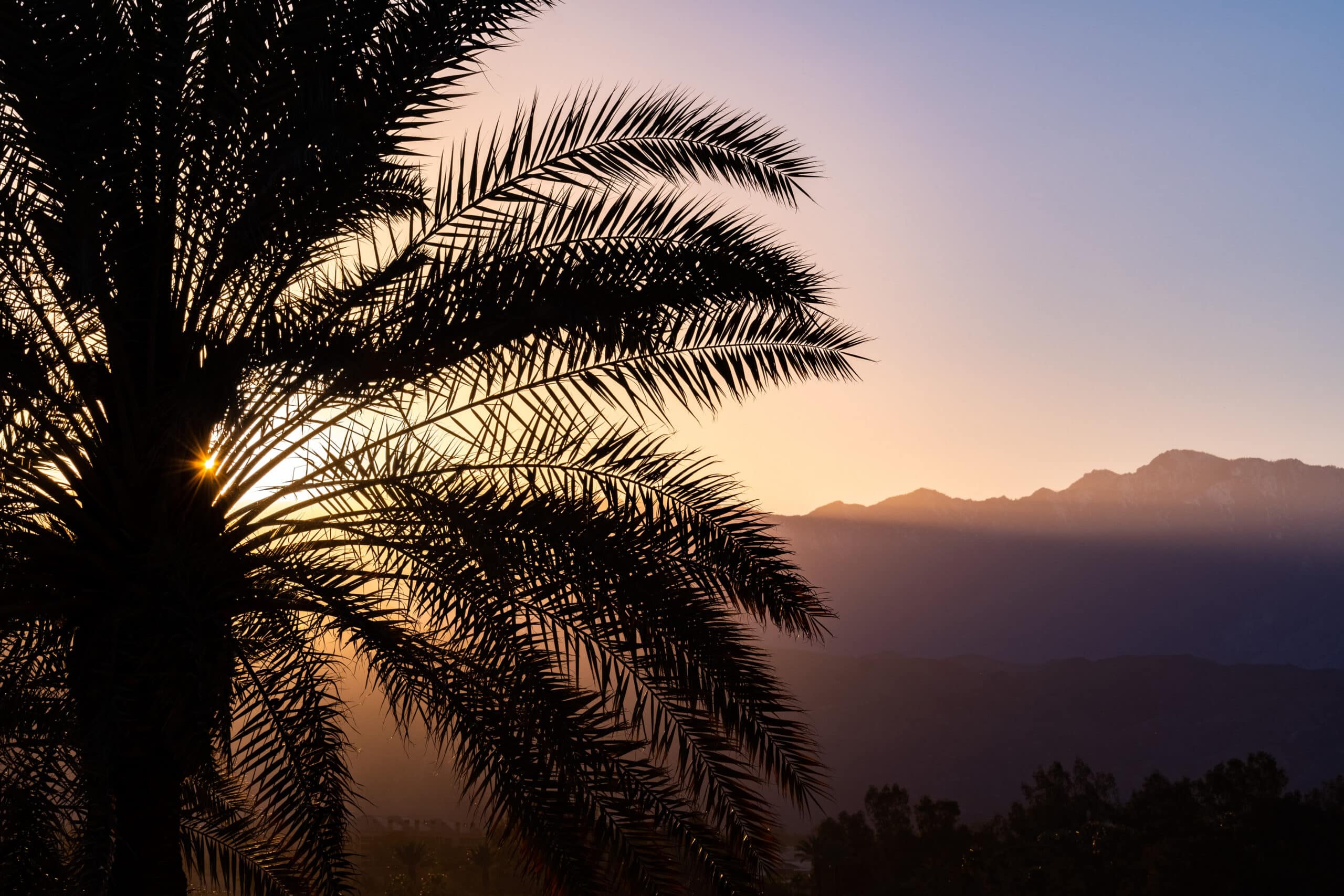 Sunlight illuminating a palm tree at sunset in California, where Aldrich was named for the 4th consecutive year among OneOC's civic 50 award winners.