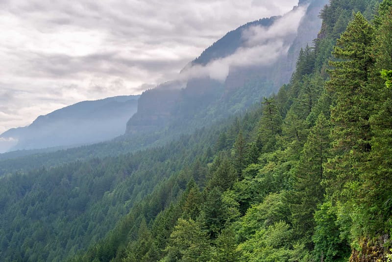Forestscapes in the PNW, where Dion Nero has served as a telecommunications advisor