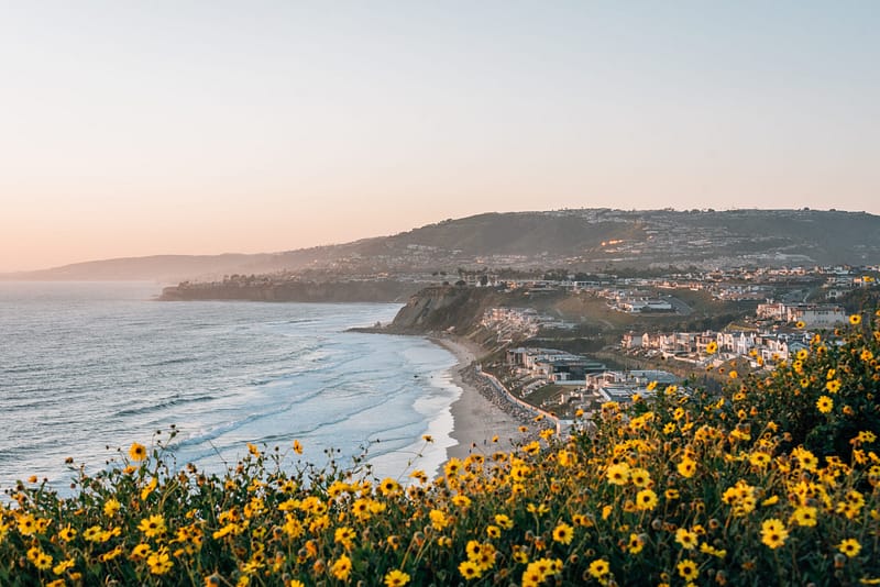 An aerial photo of a beach in Orange county at dusk, with a field of yellow flowers near the bottom.